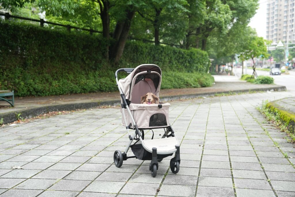 Adorable small dog in a stroller on a peaceful city street in California.