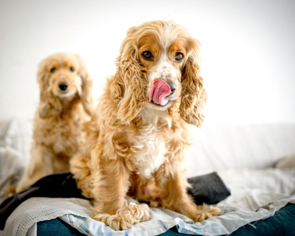 Two playful cocker spaniels on a bed, one licking its nose. Captured indoors in Peru.