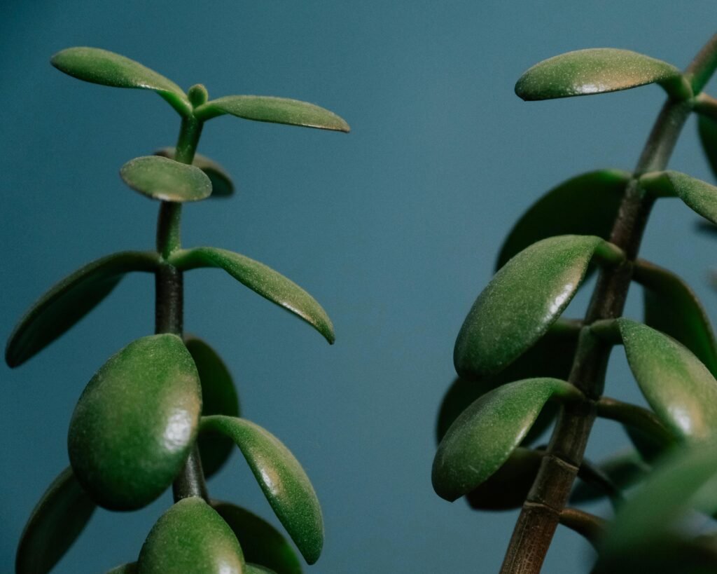 Vibrant green Crassula plant with oval leaves set against a serene blue backdrop.